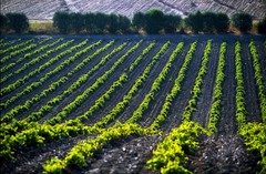 Wijn uit Sardinië