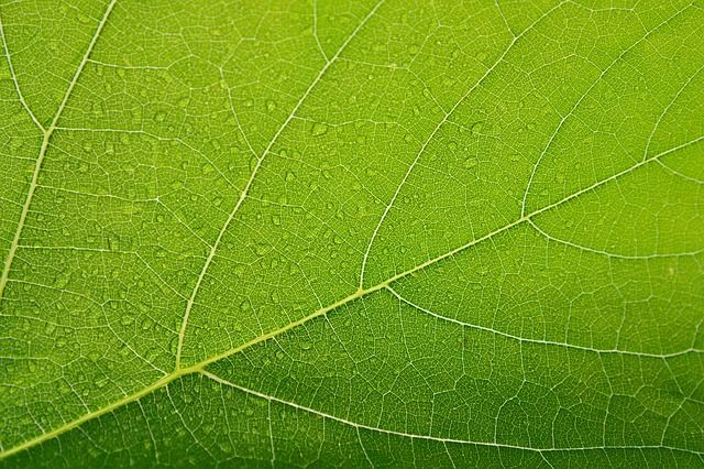 Eczeem,Allergie,Contact dermatitis