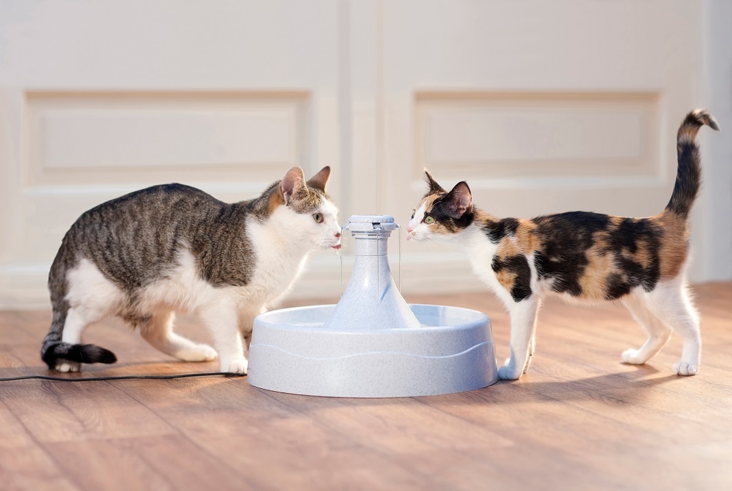 veronderstellen Karakteriseren Rimpels Waarom water drinken belangrijk is voor katten - Max&Luna