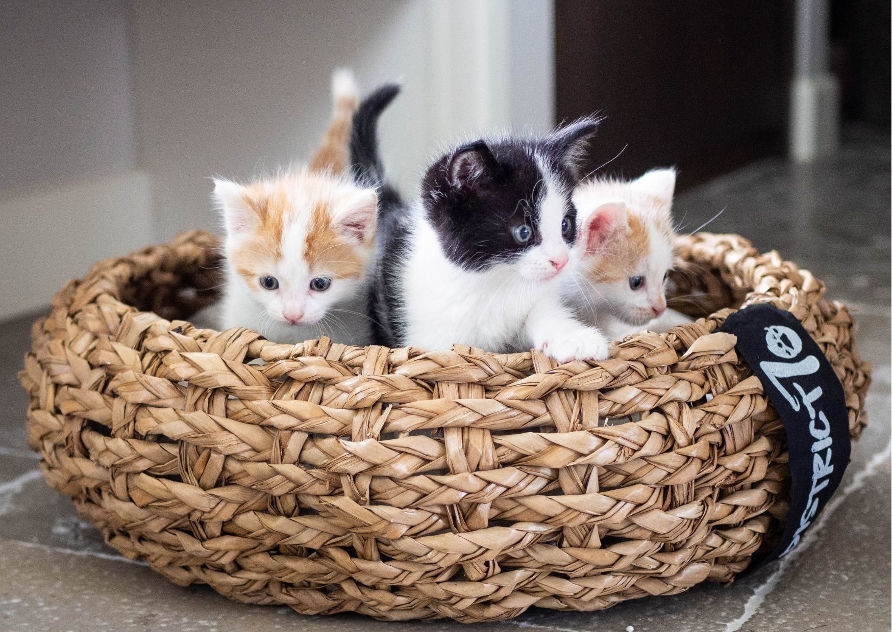 Kitten Checklist - Alles wat je nodig voor jouw kitten! - Max&Luna