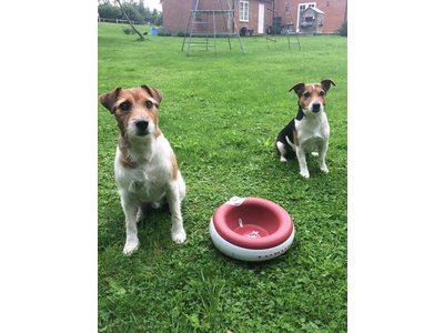 Design Drinkbak met Filter voor Honden