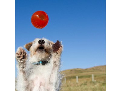 Bionic Ball, de Onverwoestbare Bal voor Honden