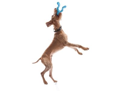 Honden spelletje om ver te gooien
