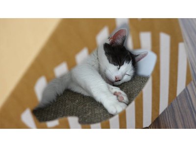 myKotty Mia Trendy Kartonnen Kattenhuisje incl. Krabmat