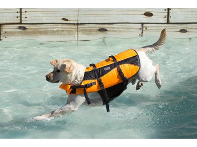Zwemvest voor Honden. Zeer geschikt voor de Boot!