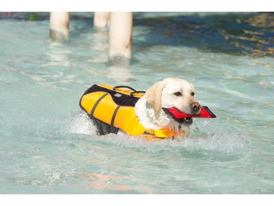Zwemvest voor Honden. Zeer geschikt voor de Boot!