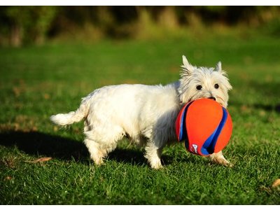 Chuckit Kick Fetch Drijvende Voetbal voor Honden