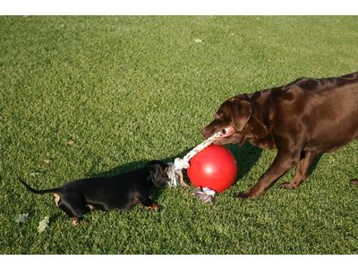 Jolly Ball Sterke Honden Bal met Touw