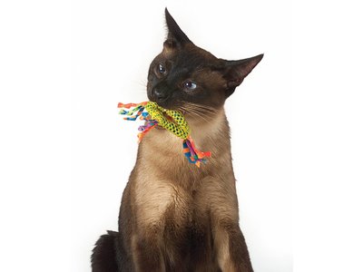 Gebitsreiniging voor Katten met Kattenkruid