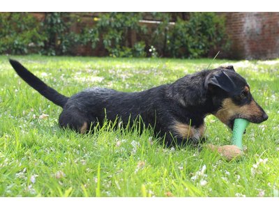 Flexibel Kauwbot van Rubber voor Hond