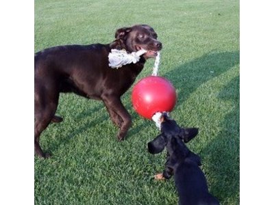 Jolly Ball Sterke Honden Bal met Touw