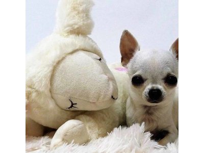 Puppy Knuffel met Kloppend Hartje waardoor je Puppy zich niet alleen Voelt