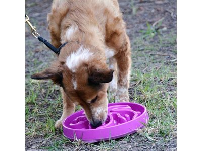Outward Hound Fun Feeder Flower