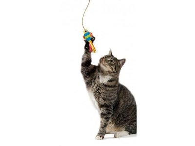 Petstages Kattenspeelgoed Vis aan Zuignap
