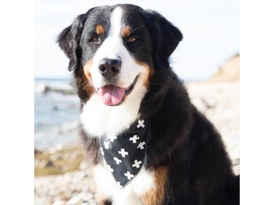 Territory Honden Bandana in Zwart/ Groen