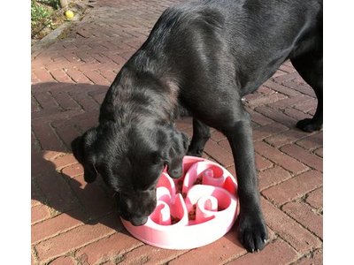 Anti Schrok Voerbak voor Honden in 5 kleuren