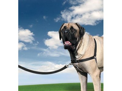 Easy Walk Anti Trek Tuig, De Riem en Harnas voor Trekkende Hond