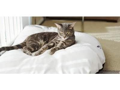 myKotty Trendy en Comfortabel Kattenbed