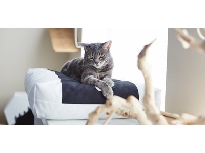 myKotty Comfortabel Kussen voor Katten