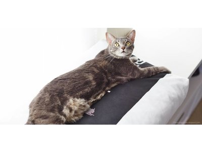 myKotty Comfortabel Kussen voor Katten