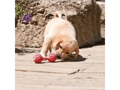 Busy Buddy Puppy Speelgoed Bot voor Traktaties