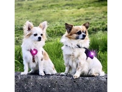 Orbiloc Dual Veiligheidslampje voor Honden