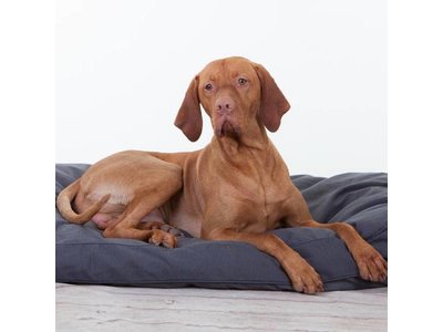 Rebel Petz Groot Basic Hondenkussen in Grijs, Taupe en Zwart
