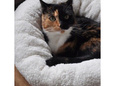 AFP Donut Kattenmand van Lamswol