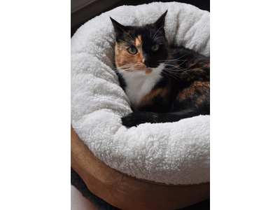 AFP Donut Kattenmand van Lamswol