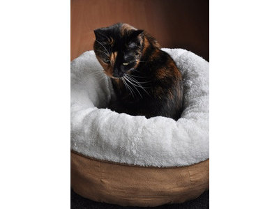 AFP Donut Kattenmand van Lamswol