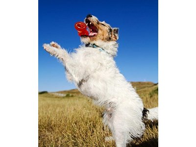 Bionic Bone Zeer sterke Stok om op te Kauwen voor Honden