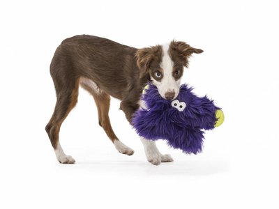 Rowdies Sterke Hondenknuffel Fergus