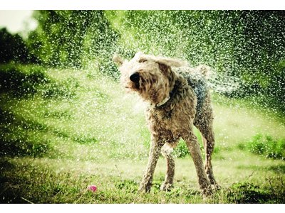 Mud Dog Reis Handdoek voor Honden