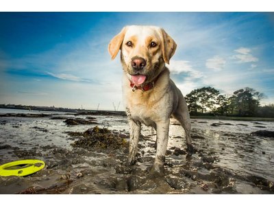 Extra Sterke Frisbee voor Honden