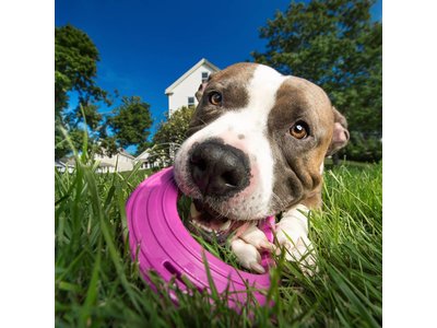 Extra Sterke Frisbee voor Honden