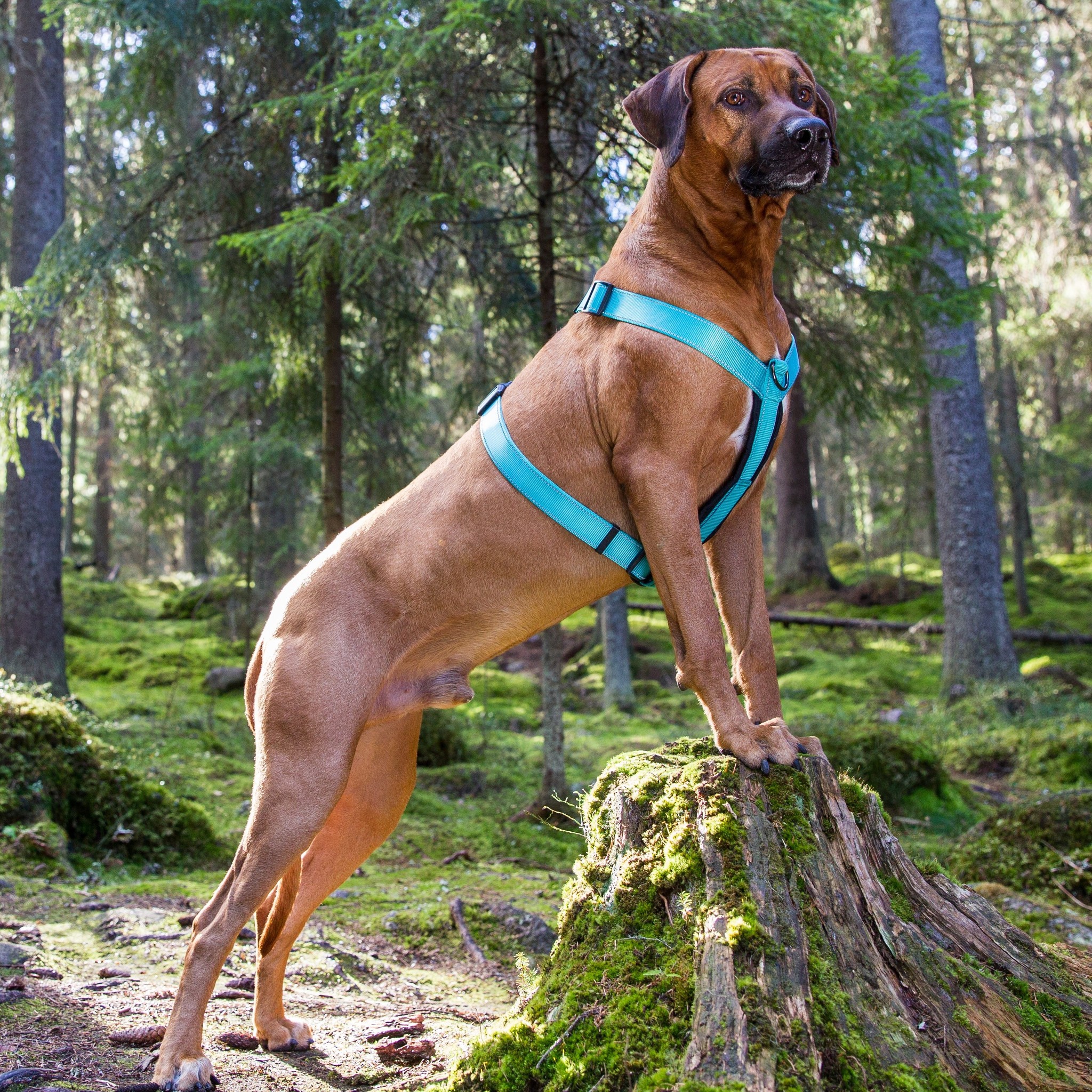 Minister Duiker eiland Rukka Pets Form harnas - Comfortabel verstelbaar hondentuig Y-model -  Max&Luna