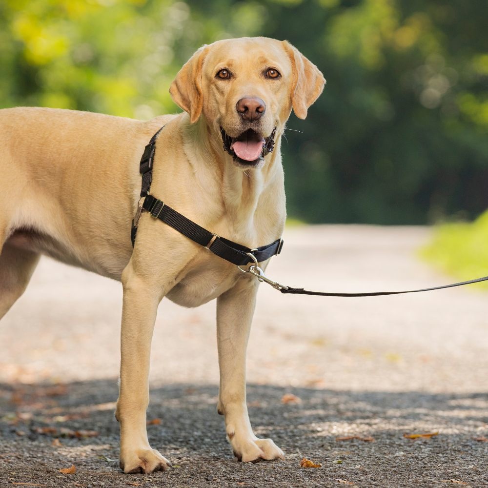 Verwacht het vervoer dozijn Easy Walk Anti Trek Tuig, het Harnas voor Trekkende Hond - Max&Luna
