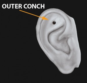 outer-conch