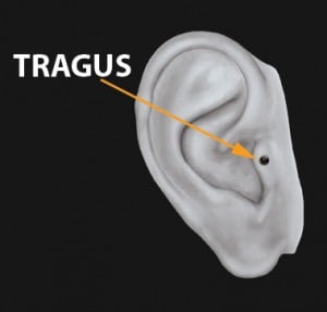 tragus