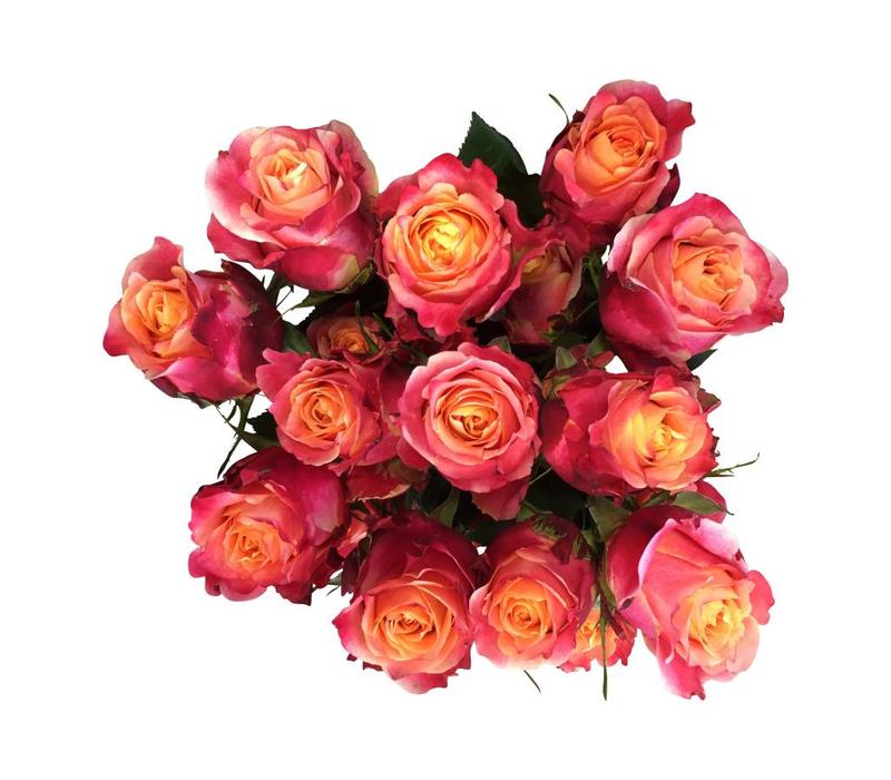 Frische Ecuador Rosen günstig online bestellen bezahlbareblumen.de