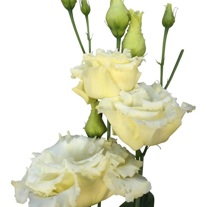Frische Schnittblumen direkt online beim Großhändler bestellen