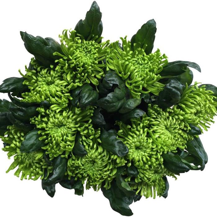 Frische Schnittblumen direkt online beim Großhändler bestellen
