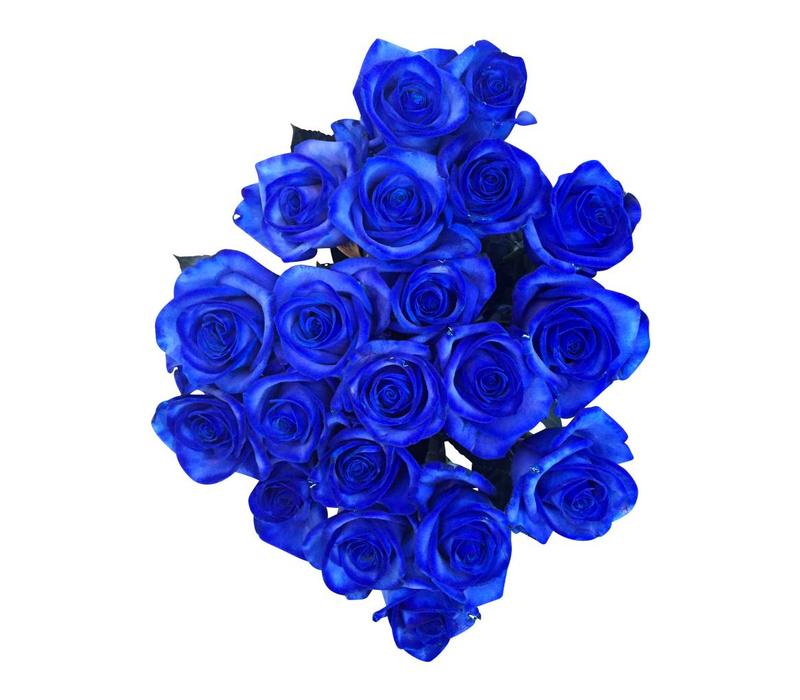 Blaue Rosen bestellen Rosen online bestellen bezahlbareblumen.de