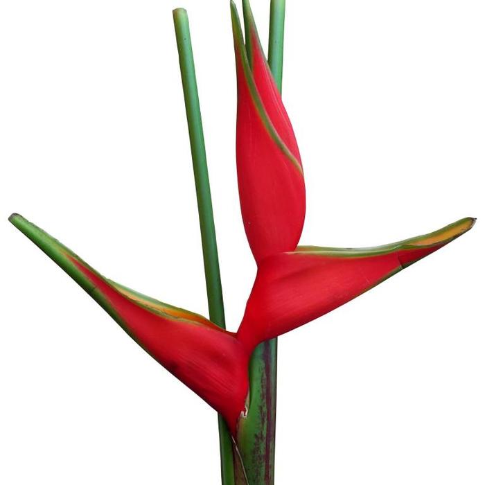 Frische Schnittblumen direkt online beim Großhändler bestellen