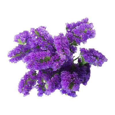 Schnittblumen günstig kaufen auf bezahlbareblumen.de Bezahlbare
