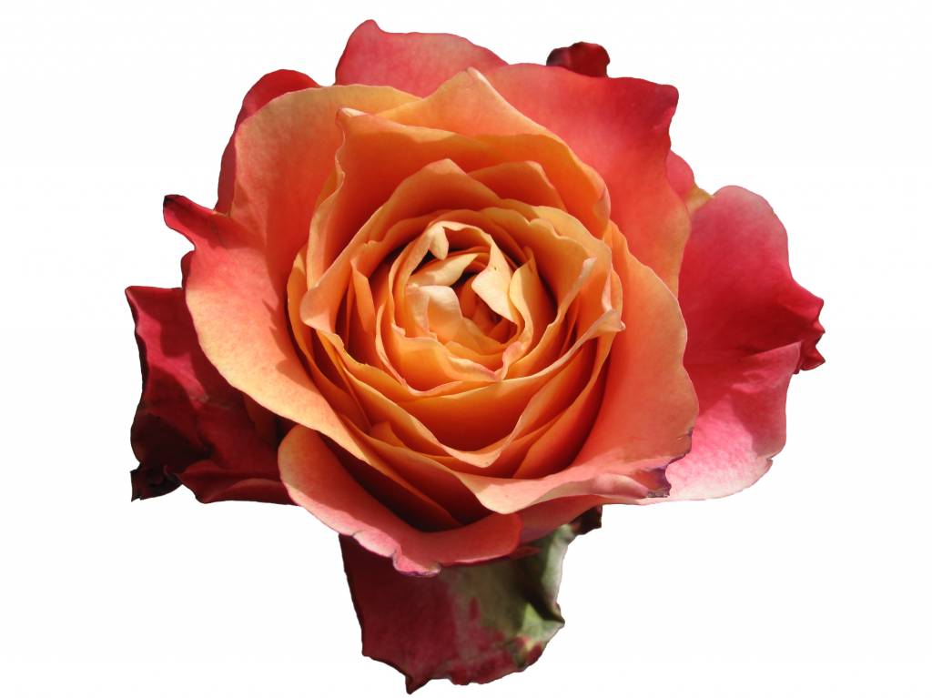 Frische Ecuador Rosen günstig online bestellen bezahlbareblumen.de