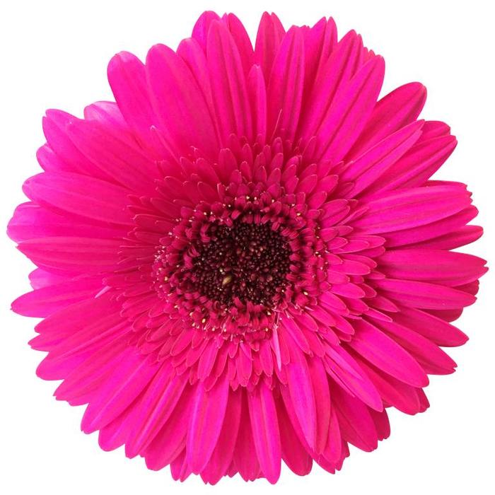 Frische Schnittblumen direkt online beim Großhändler bestellen