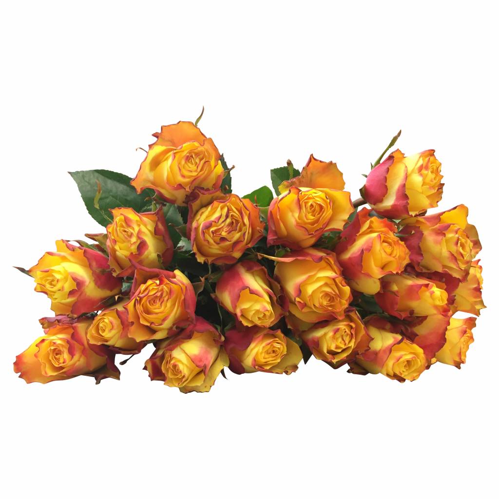 Rosen Online Rosen Online