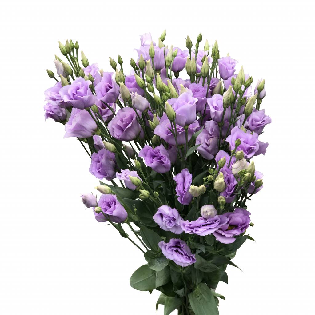 Eustoma oder auch Lisianthus genannt online kaufen BezahlbareBlumen.de