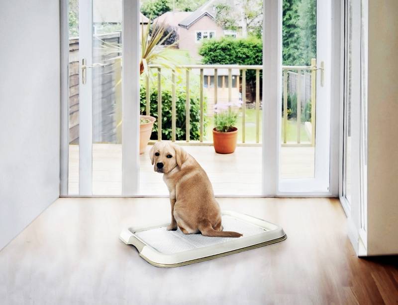 Blog over puppy trainingstoilet